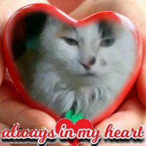 Meet your Posher, Nicky